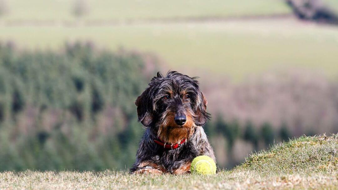 Large deals wirehaired dog